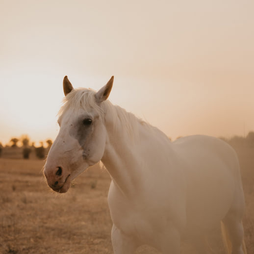 Horses